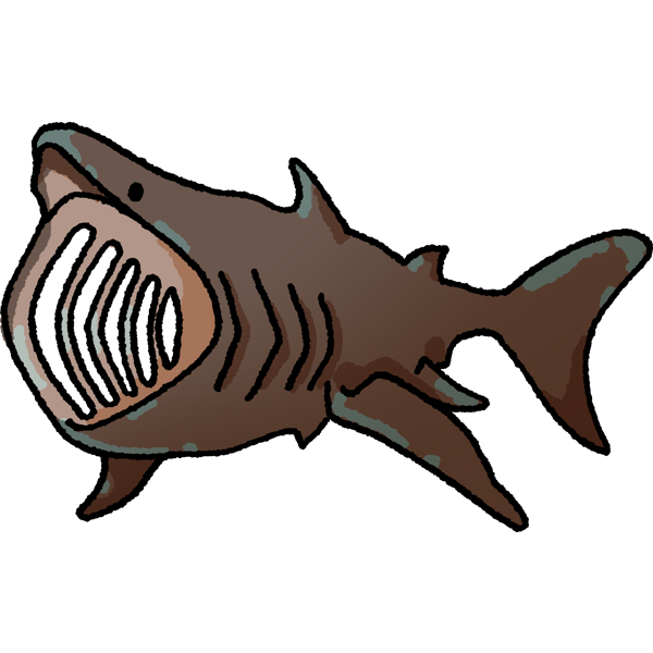 A basking shark with dark brown skin, conical snout, and wide jaw. Its jaw is open showing several rows of gill rakers used for filter-feeding.